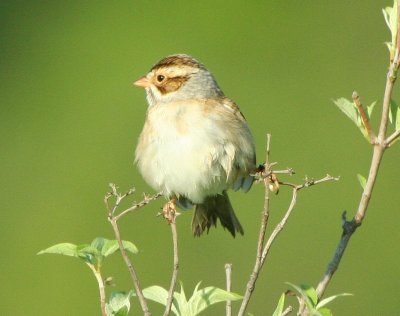 Clay-colored Sparrow