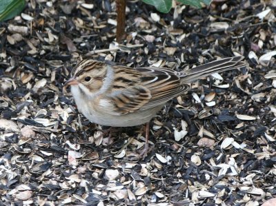 Clay-colored Sparrow