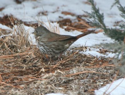 Fox Sparrow