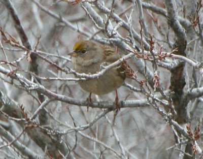 golden-crowned_sparrow
