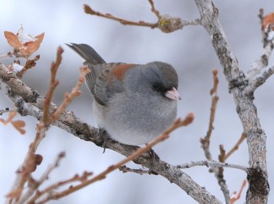 Dark-eyed Junco (Gray-headed)