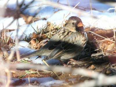 Harris's Sparrow