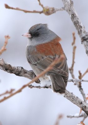 Dark-eyed Junco (Gray-headed)