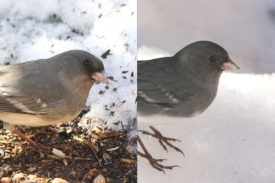 Junco Comparison