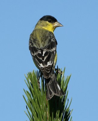 Lesser Goldfinch