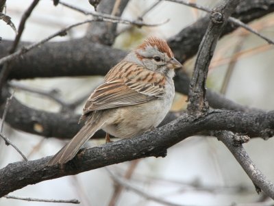 Rufous-winged Sparrow