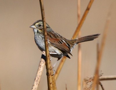 Swamp Sparrow
