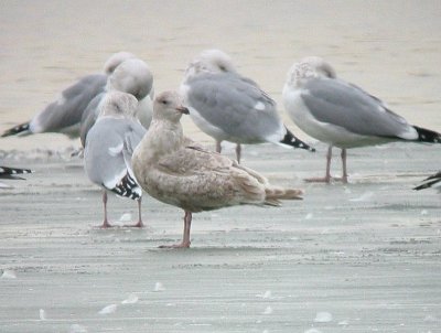 Thayer's Gull