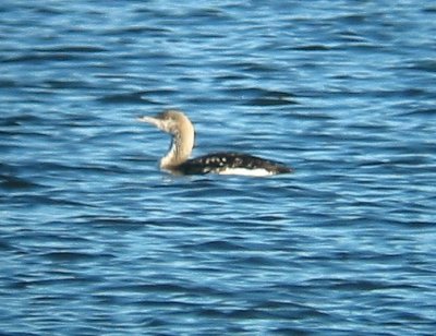 Arctic Loon