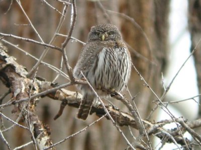 northern_pygmy-owl