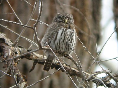 Northern Pygmy-Owl