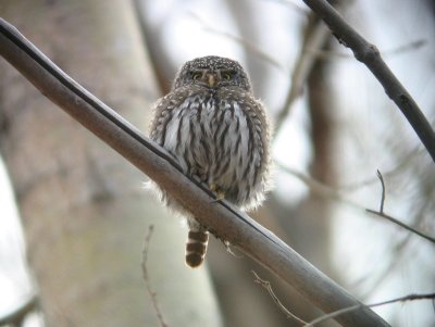 Northern Pygmy-Owl