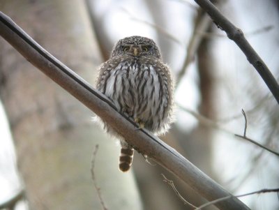 Northern Pygmy-Owl