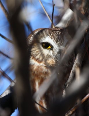 northern_saw-whet_owl