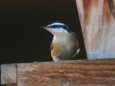 red-breasted_nuthatch