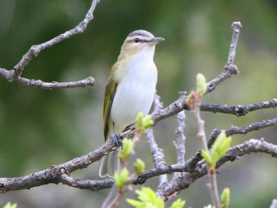 red-eyed_vireo
