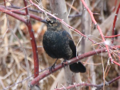 Rusty Blackbird