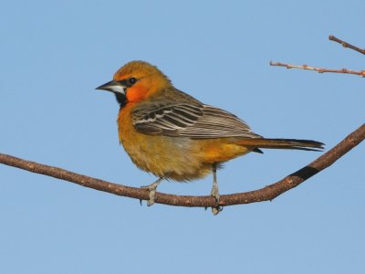 Streak-backed Oriole