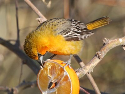 Streak-backed Oriole