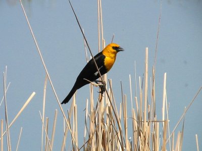 yellow-headed_blackbird