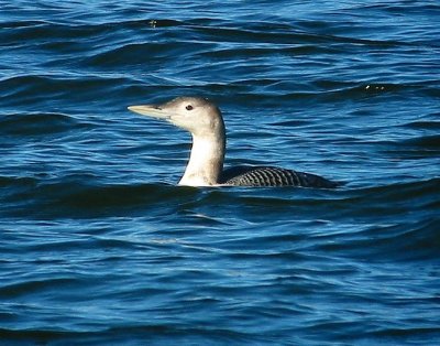 yellow-billed_loon
