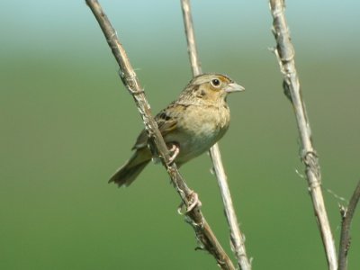 Grasshopper Sparrow