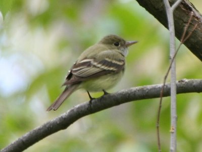 Acadian Flycatcher