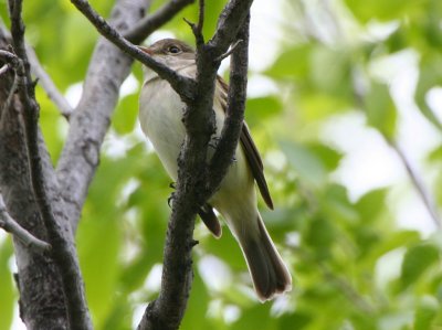 Alder Flycatcher