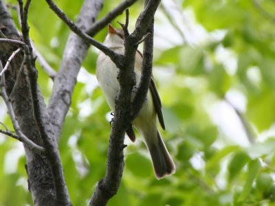 Alder Flycatcher