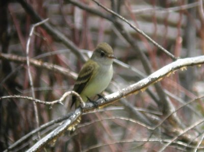 Alder Flycatcher