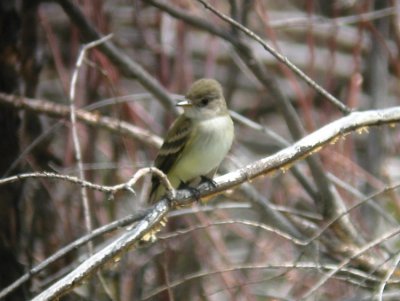 Alder Flycatcher