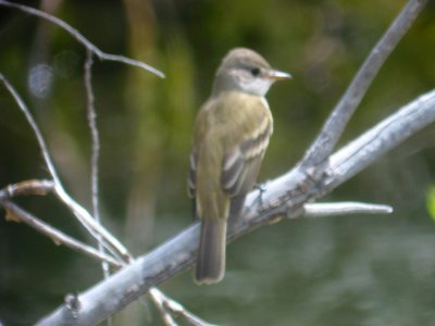 Alder Flycatcher