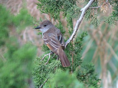 ash-throated_flycatcher