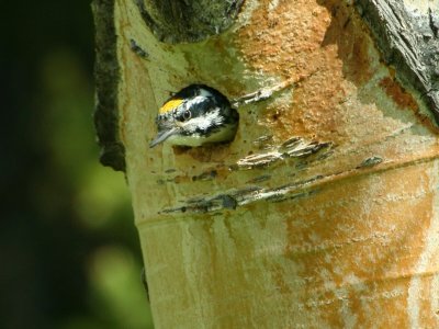 American Three-toed Woodpecker