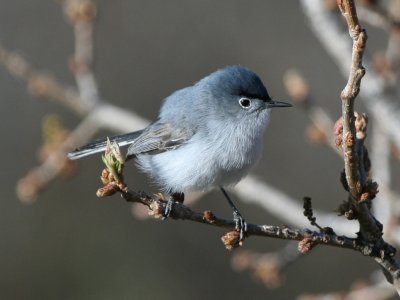 Blue-gray Gnatcatcher