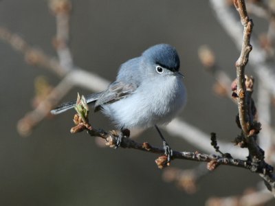 Blue-gray Gnatcatcher