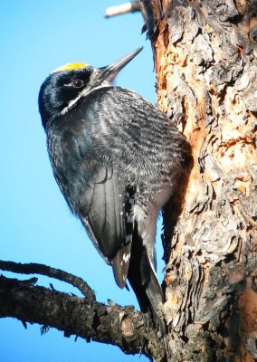 black-backed_woodpecker