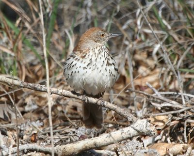 Brown Thrasher