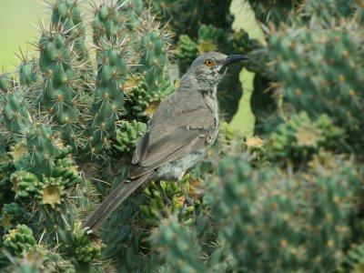 Curve-billed Thrasher