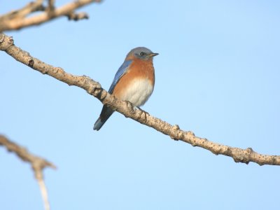 eastern_bluebird