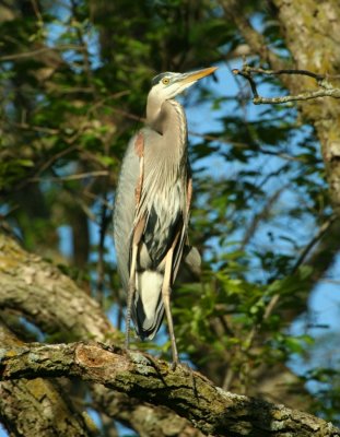 Great Blue Heron