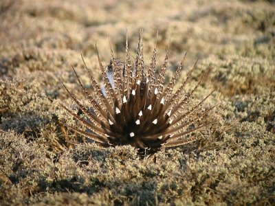 Greater Sage-Grouse