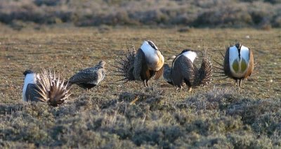 Greater Sage-Grouse