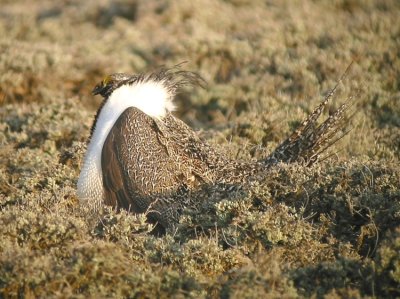 Greater Sage-Grouse