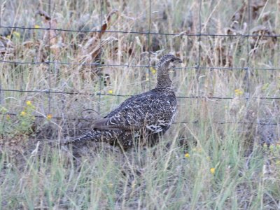 Greater Sage-Grouse