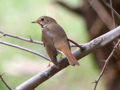 Hermit Thrush