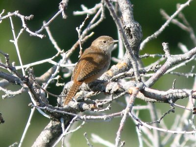 House Wren