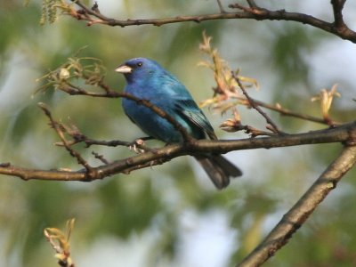 Indigo Bunting