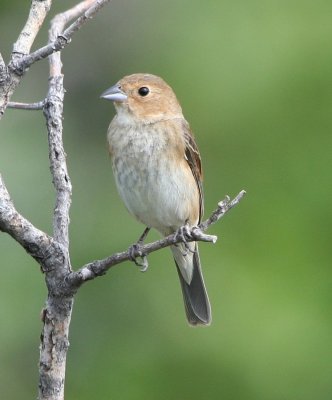 Indigo Bunting