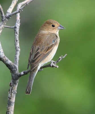 Indigo Bunting